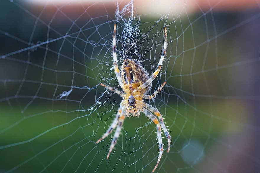 Spinne, Netz, Spinnennetz, Insekt, orb, Kugelweber, Spinnentier, Arachnologie, Arachnophobie, Natur, Vernetzung
