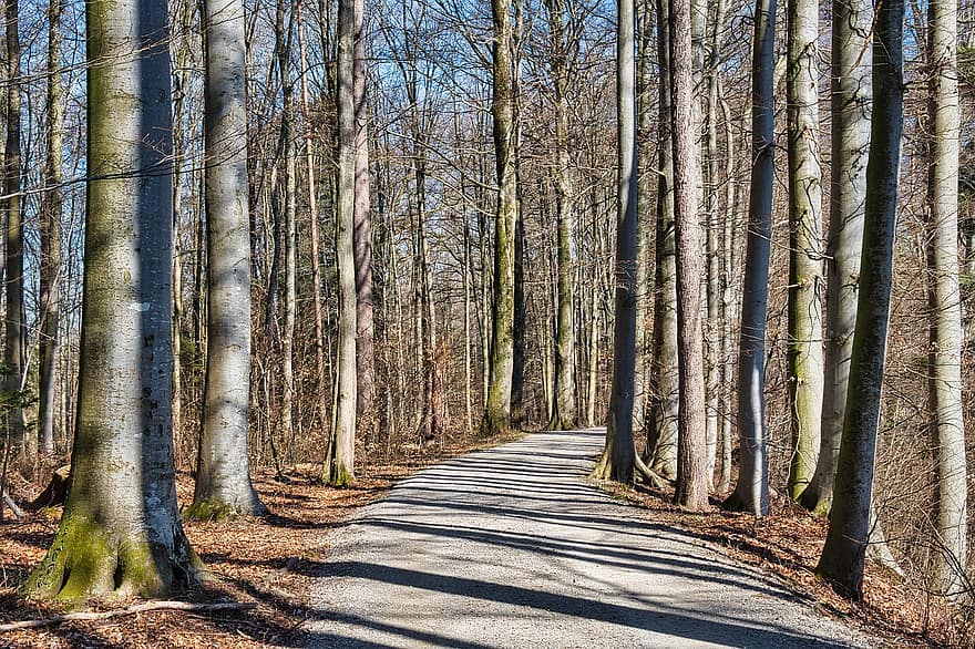 Straße, Wald, Bäume, Pfad, Weg, Waldweg, Landschaft, Natur