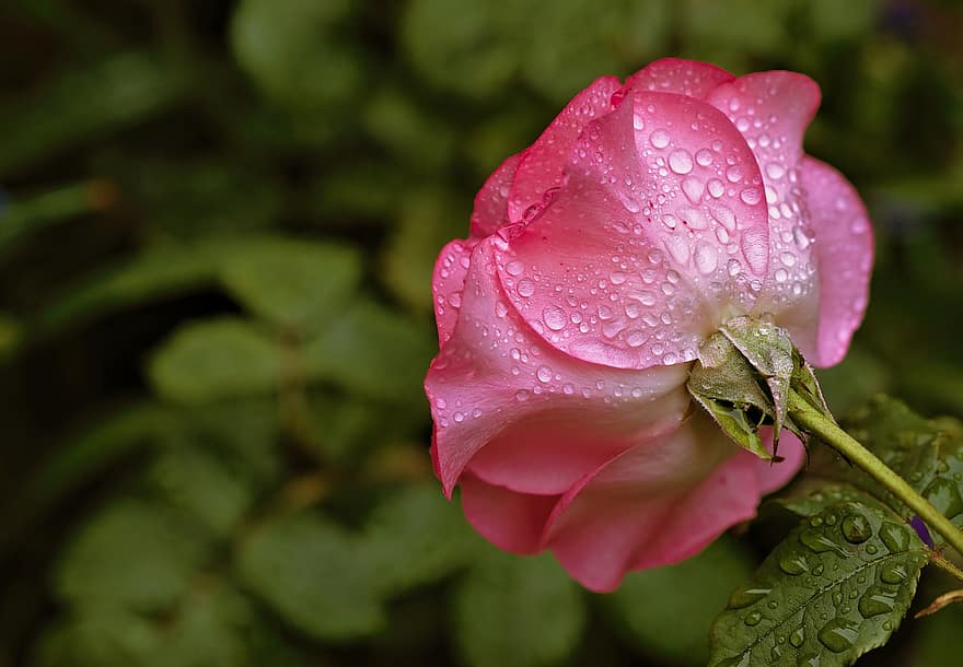 троянда, рожевий, дощ, крапля дощу, крапля води, мокрий, цвітіння, цвітіння троянди, сад, краса, романтика