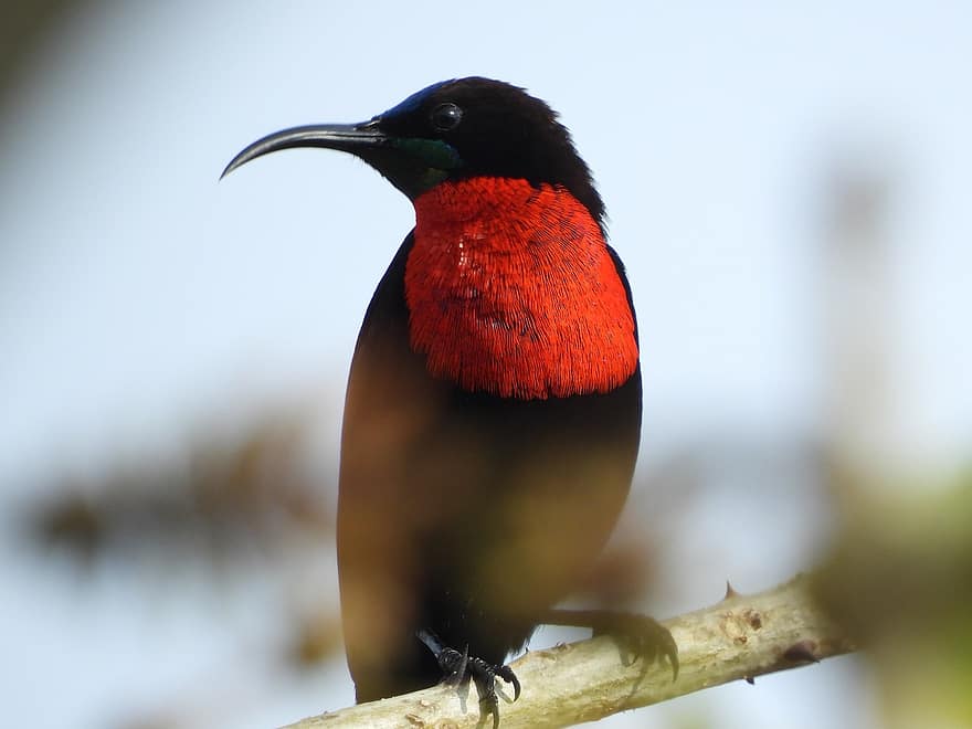 Bird, Beak, Branch, Scarlet-chested Sunbird, Nature, Tropical, Outdoor, Colorful, Animal, Wildlife, Photos
