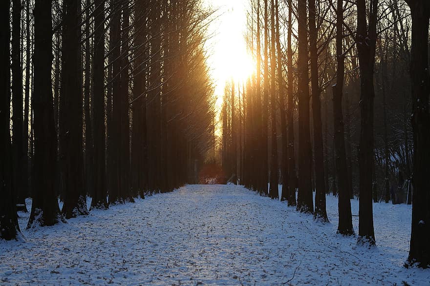 morgen, træer, vinter, Garosu-gil, seoul, Sydkorea, landskab, Skov, træ, sæson, sne