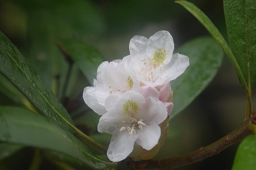 rododendro, brotar, flor, Flor, Rosa, branco, verde, montanha, floresta, madeiras, plantar