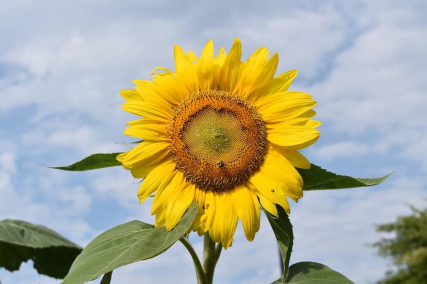 solsikke, blomst, flor, blomstre, Bladensburg Waterfront Park, Maryland, gul, sommer, plante, tæt på, blad