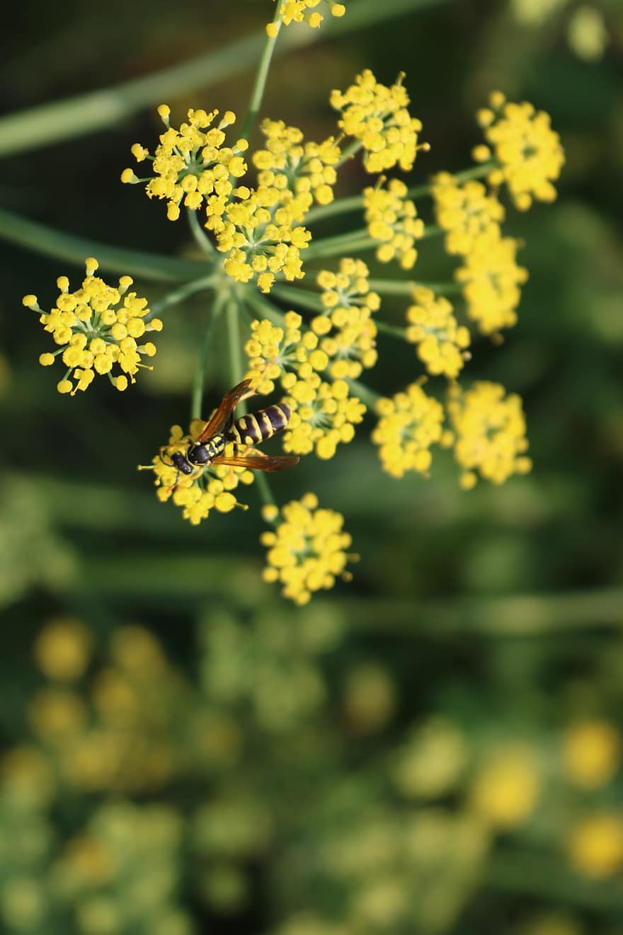 말벌, 회향, 꽃들, 곤충, 동물, 회향 꽃, 노란 꽃, 꽃, 자연