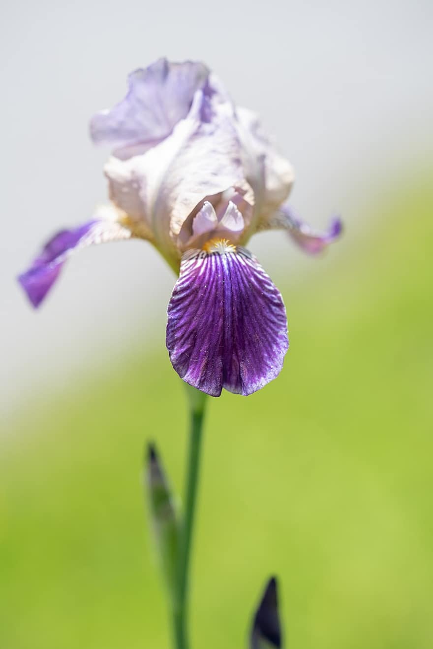 iris, bunga, menanam, iris berjanggut, bunga ungu, kelopak, berkembang, alam, musim panas, makro