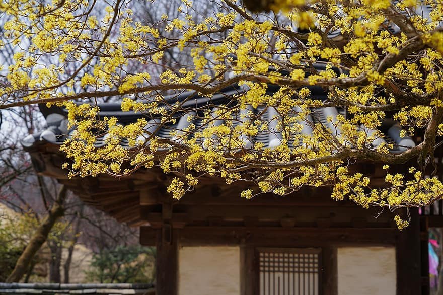 ο αυστηρός σωλήνας, Ιαπωνικό Cornel, δέντρο, κλαδια δεντρου, κορεατικό λαϊκό χωριό, παραδοσιακός, άνοιξη, τοπίο, yongin, gyeonggi κάνει, κίτρινος