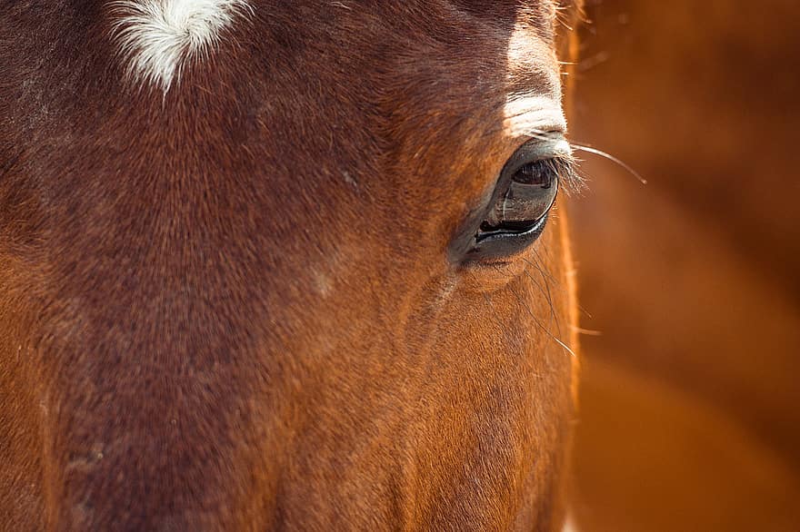 घोड़ा, जानवर, आंख, सिर, घोड़े का सिर, भूरे रंग का घोड़ा, सस्तन प्राणी, घोड़े का