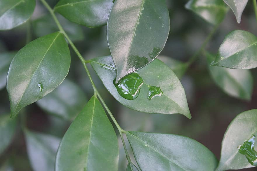 Leaves, Branches, Plant, Shrub, Foliage, Natural, Water, Nature, leaf, green color, close-up