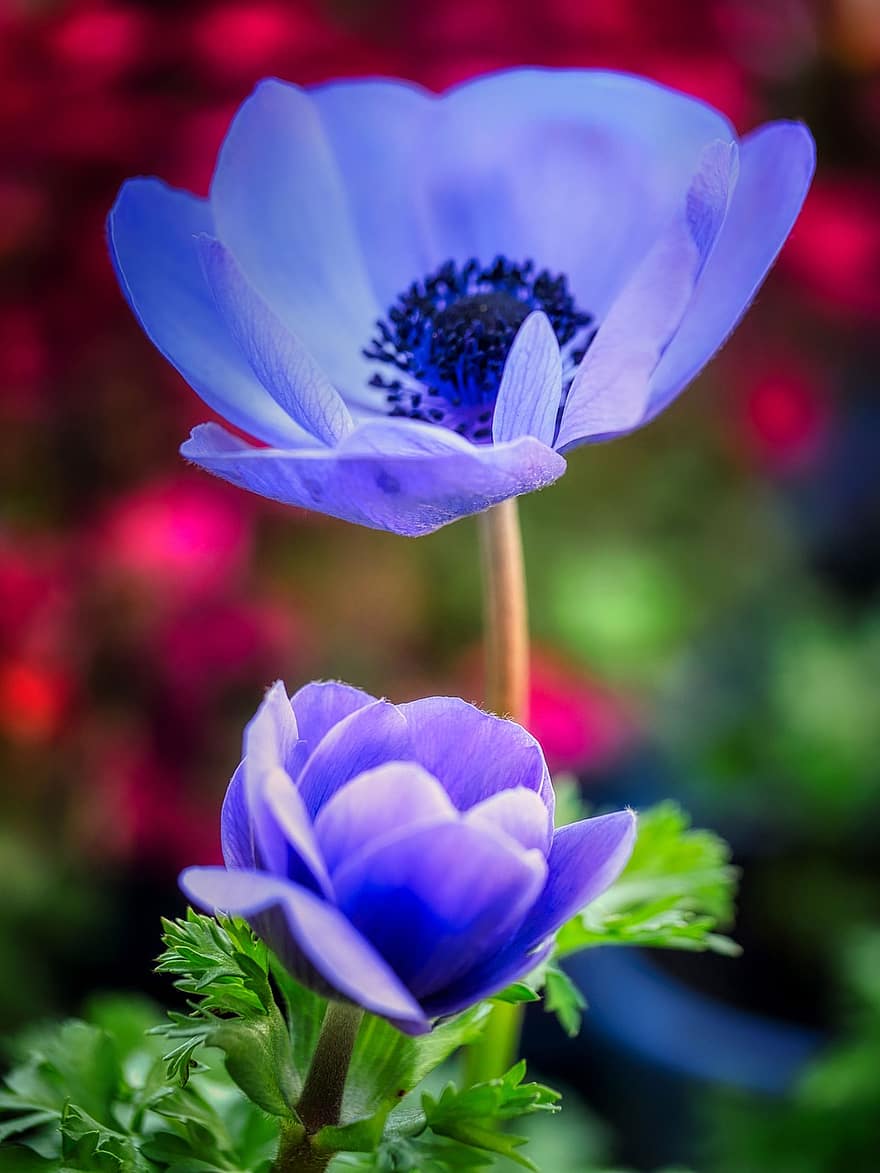 Anemone, Flower, Plant, Petals, Blue Flower, Bloom, Spring, Spring Flower, Flora, Garden, Nature