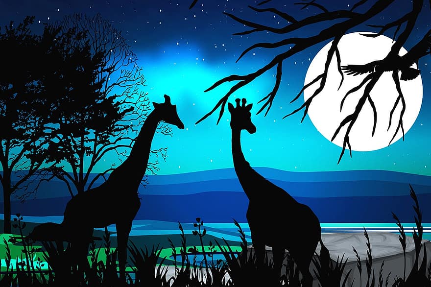 giraffer, silhouette, safari, natur, Afrika, dyrehage, omriss, skygge, vilt dyr, stort dyr, solnedgang