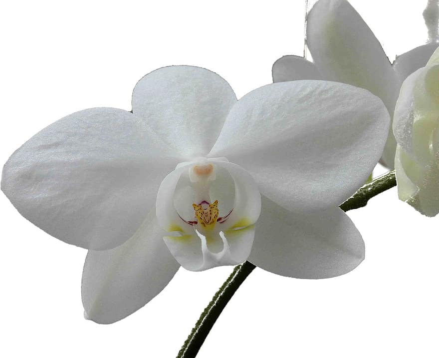 Orchidee, Blume, weisse Orchidee, Blütenblätter, weiße Blütenblätter, blühen, Natur, Pflanze, weiße Blume, Nahansicht, Blütenblatt