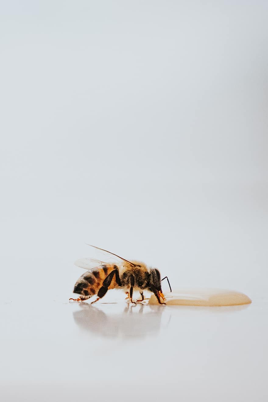abeja, miel, insecto, polen, Colmena, naturaleza, fondo, fondo de abeja