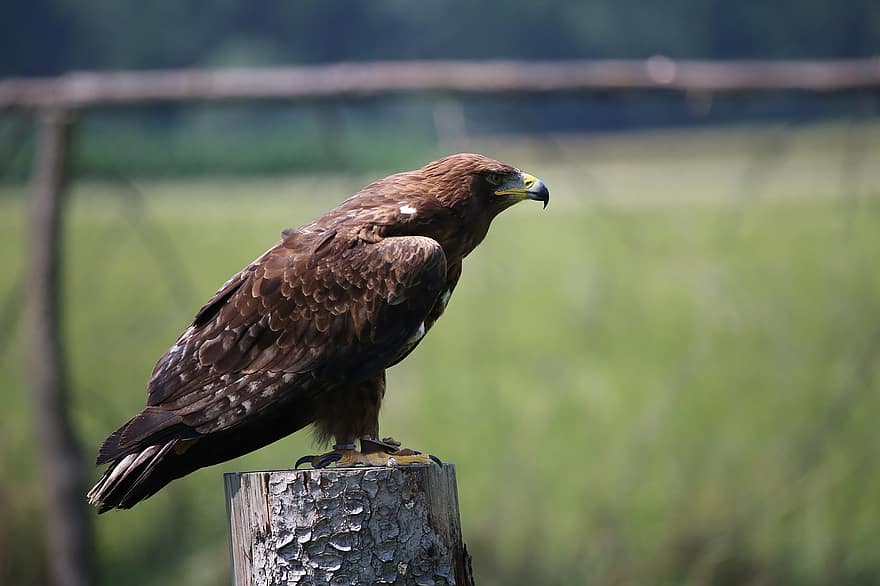 águila de estepa, pájaro, ave de rapiña, raptor, animal, posado, plumas, cuenta, pico, naturaleza, mundo animal
