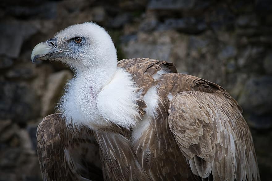 Vulture, Bird, Feathers, Plumage, Dormant, Unconstrained, Animal, Nature, Bill, Falconry, Bird Watching