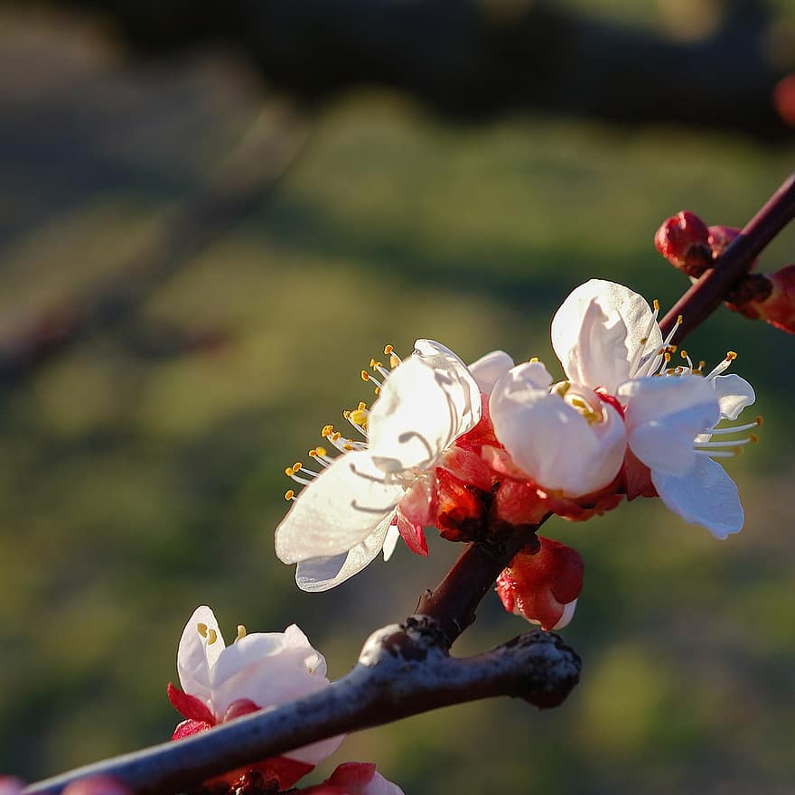 kersenbloesems, roze bloemen, bloemen, de lente, fruit boom, landelijk, boomgaard, veld-, bloem, detailopname, lente