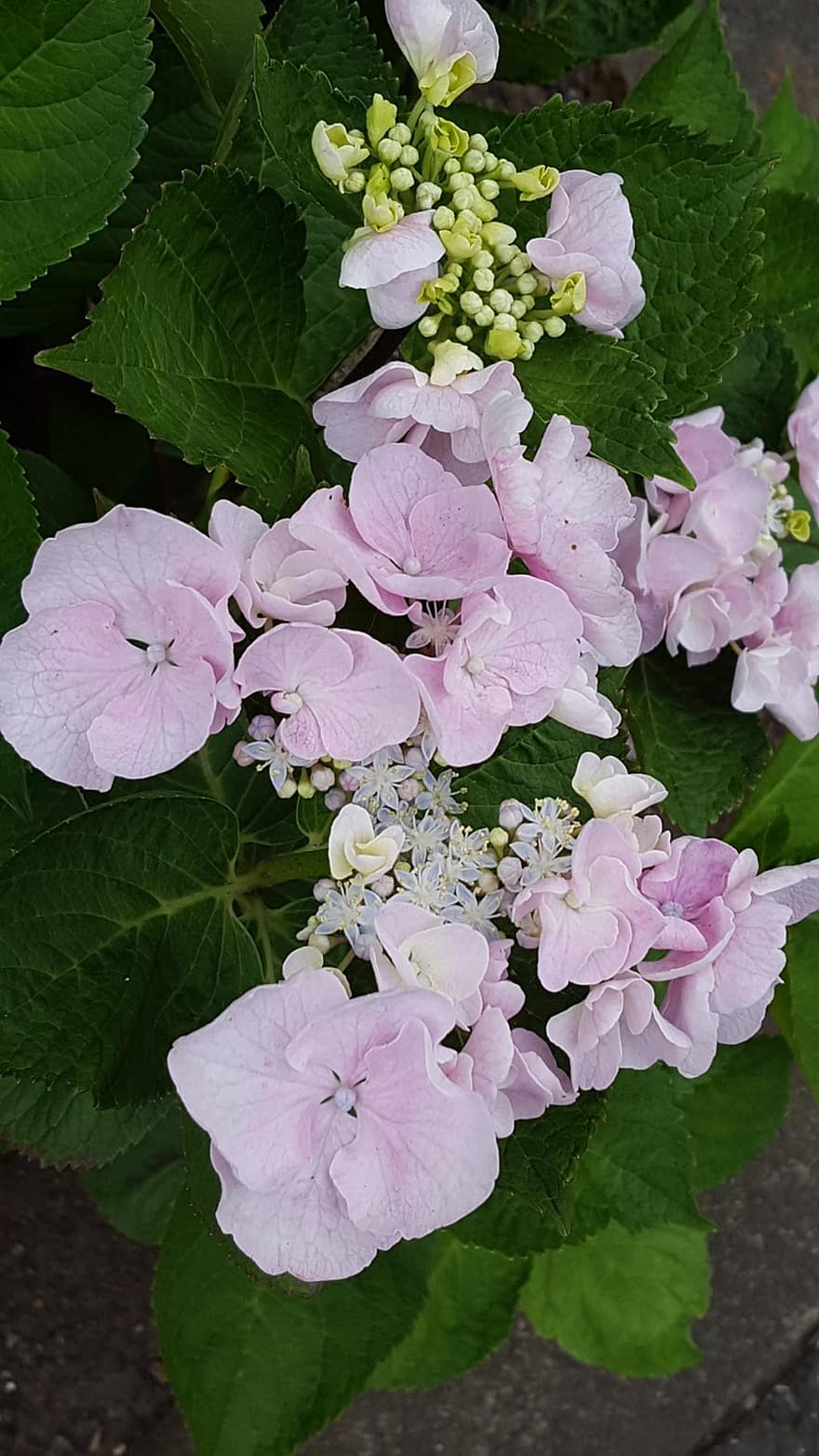 flores, hortênsia, Rosa, estação chuvosa, natural