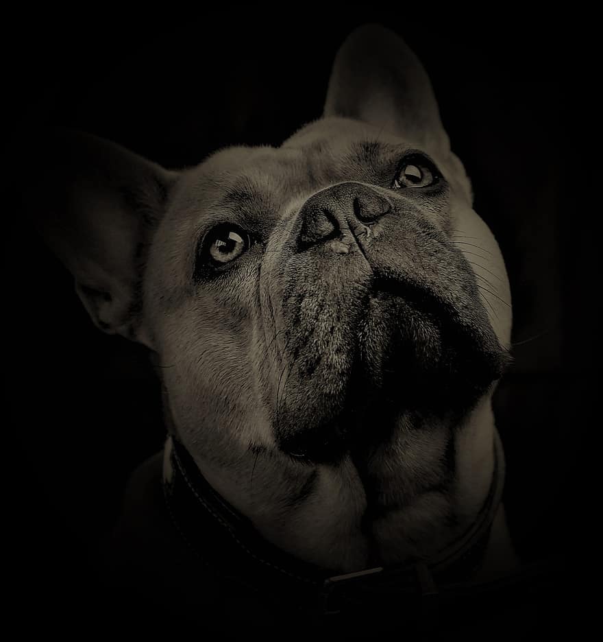 buldog francez, câine, portret, Fundal negru, portret de animale, dulce, drăguţ, ochii luminati, vedere, bot, ochi