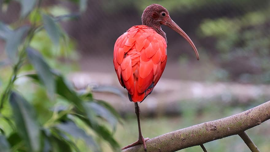 paukštis, raudona ibis, „Scarlet ibis“, blizgus ibis, gyvūnas, snapas, plunksnos