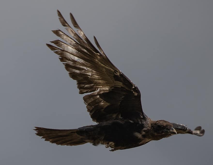krage, carrion crow, spurvefugle, flyvende, fugl