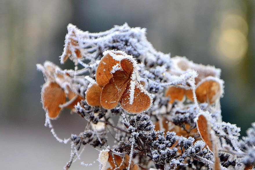 rimfrost, blade, vinter, frost, plante, sne, kold, is, natur, tæt på, sæson