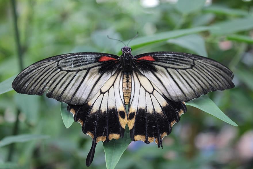 Великая мормонская бабочка, бабочка, насекомое, крылья, лист, завод, природа, макрос