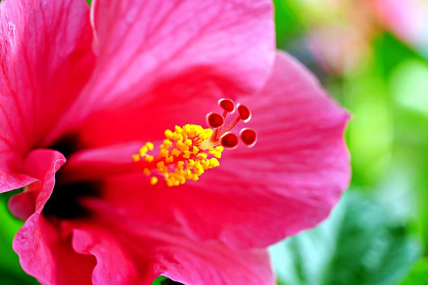 poślubnik, kwiat, roślina, czerwony hibiskus, płatki, flora, Natura