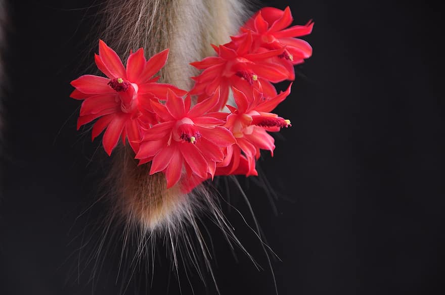 Monkey Tail Cactus, blomster, anlegg, røde blomster, Cacto Rabo De Macaco, blomst, saftig, natur, nærbilde, enkeltblomst, blomsterhodet