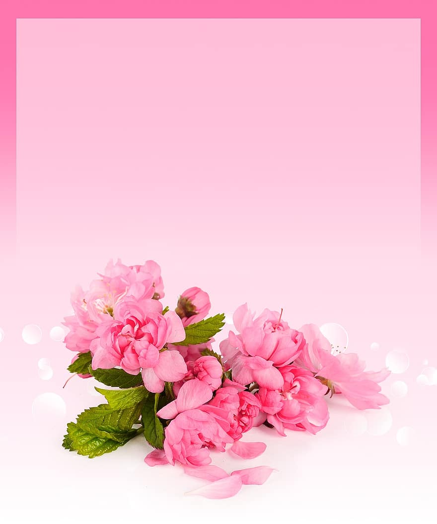 Card, Cherry, Background, Text, Sign, Holiday, Mum, Love, Spring, Blooming, Pink