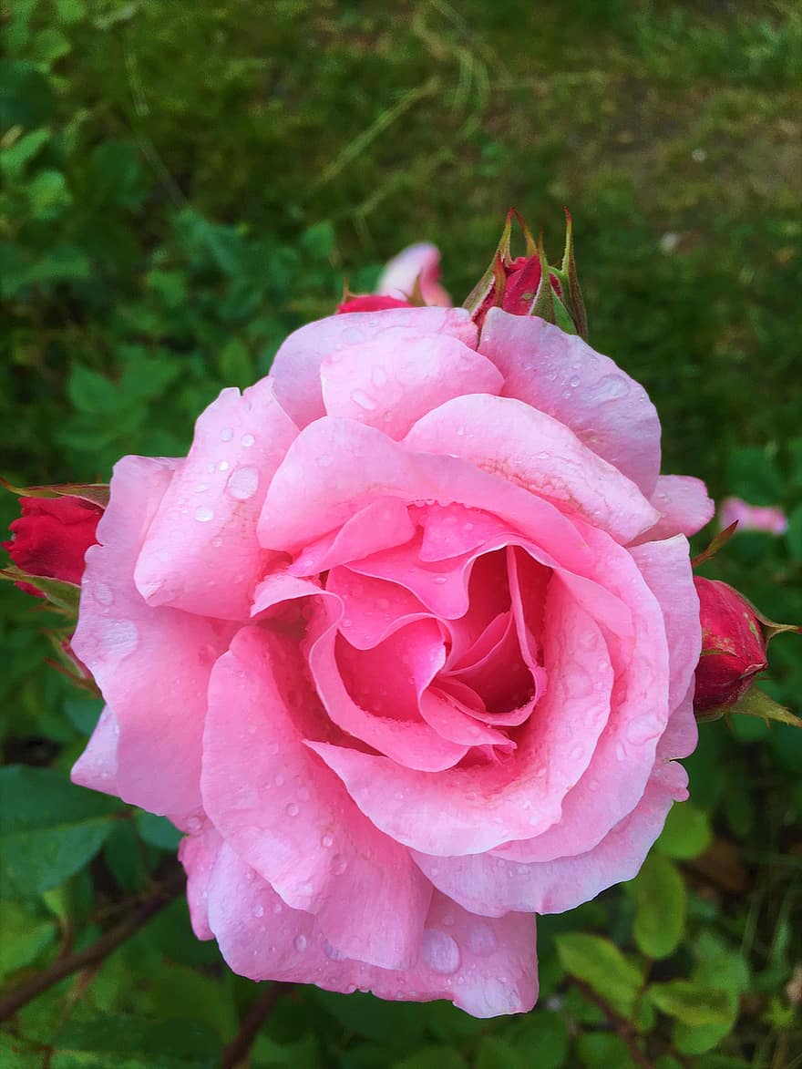 Rose, forår, lyserød, natur, plante, romantisk