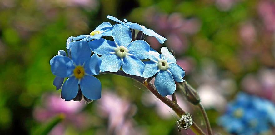 Flowers, Forget-me-nots, Nature, Blooming, Garden, Blossom, close-up, flower, plant, leaf, summer