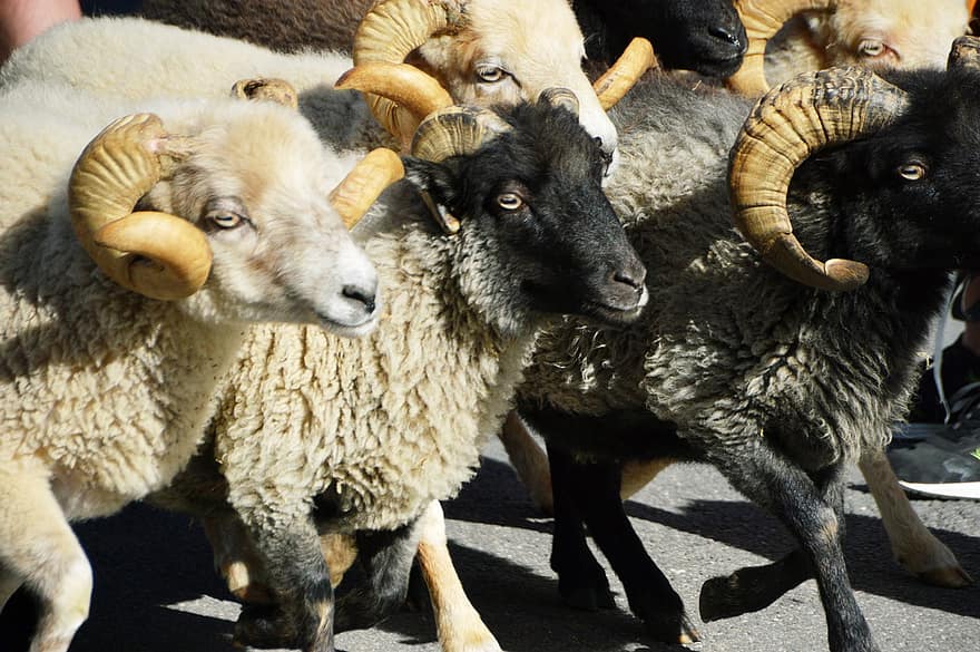 ovelles, animals, mamífers, remugants, llana, oví, bestiar, ramat