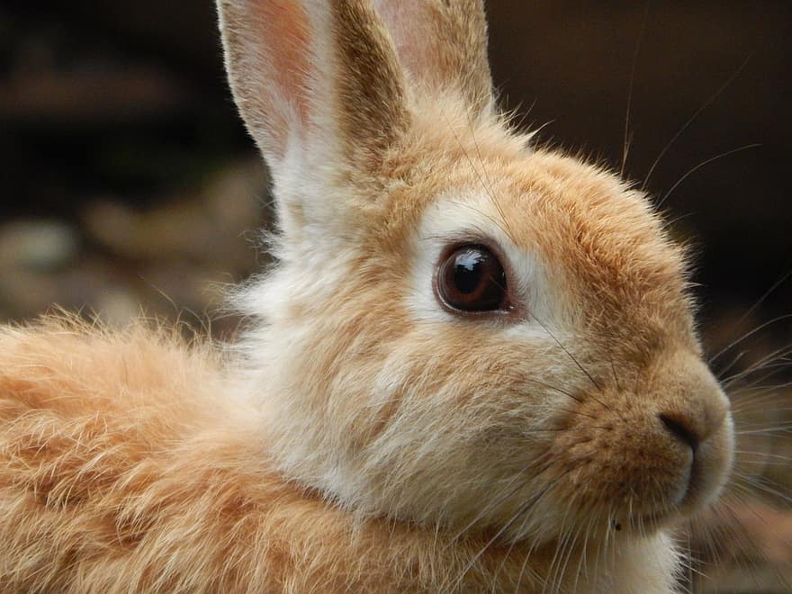 coniglio, coniglietto, a lungo, orecchie di coniglio, prato, coniglietto di Pasqua, pelliccia, mammifero, animale, ritratto animale