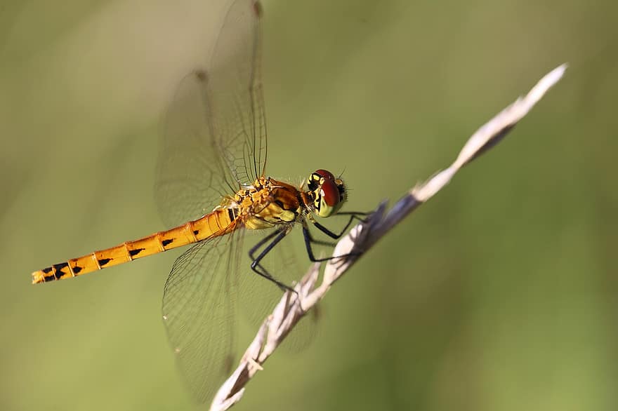 spāre, kukaiņi, makro, spārni, spārnu spārni, spārnotais kukainis, odonata, anisoptera, entomoloģija, fauna, raksturs