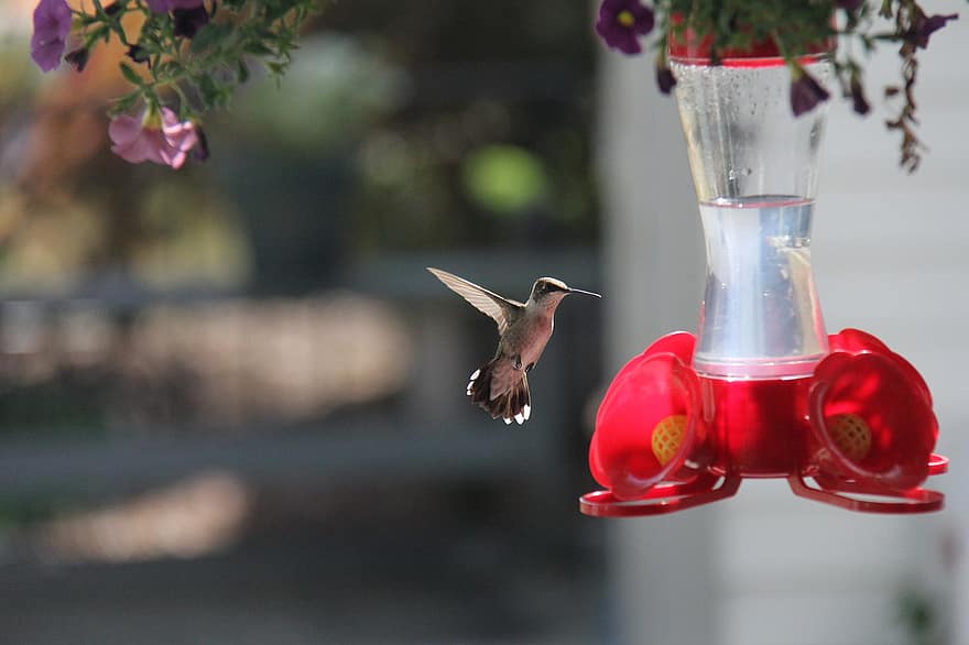 colibrí, pájaro, alimentador de colibrí, vuelo, volador, pájaro pequeño, aviar, animal