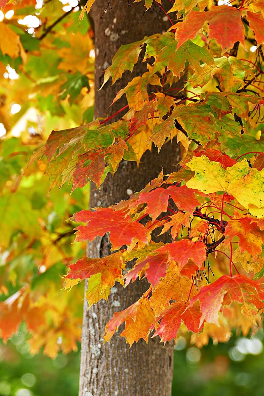 Maple, Maple Leaves, Maple Tree, Autumn, Foliage, Nature