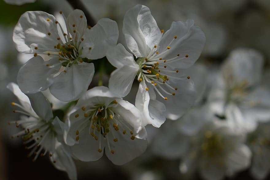 bloem, stamper, bloemblaadjes, witte bloem, boom, Kersenbomen van Morello, bloesem, kersenboom