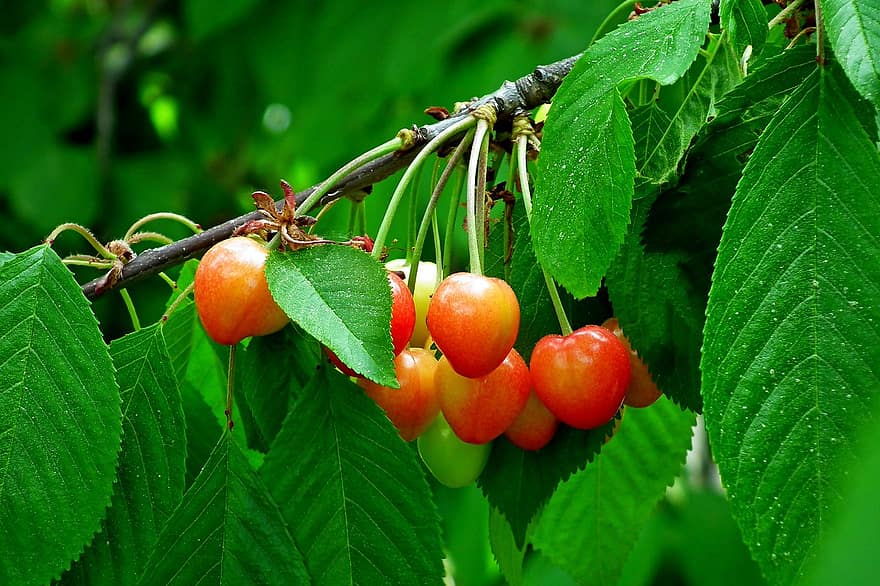 плодове, череши, градина, клонче, пружина, листо, свежест, зелен цвят, лято, едър план, растение