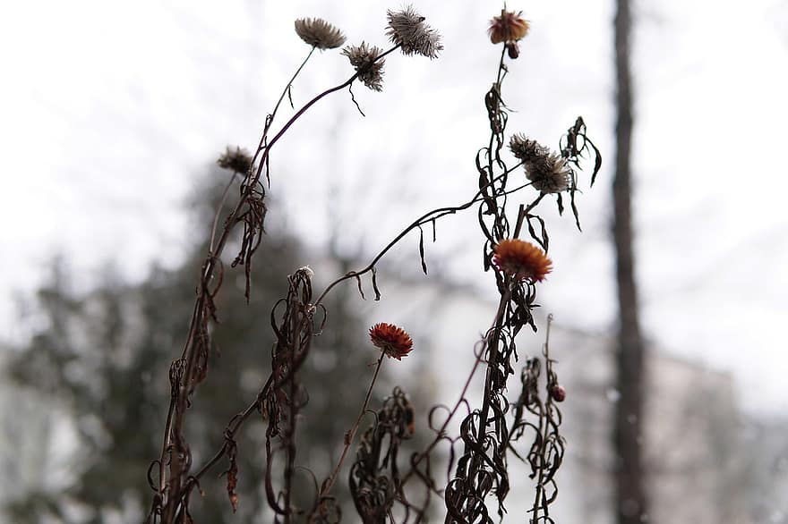 цветы, увядание, зима, снег, снежно, неприветливый, Увядшие цветы, растения, мороз, морозный, иней