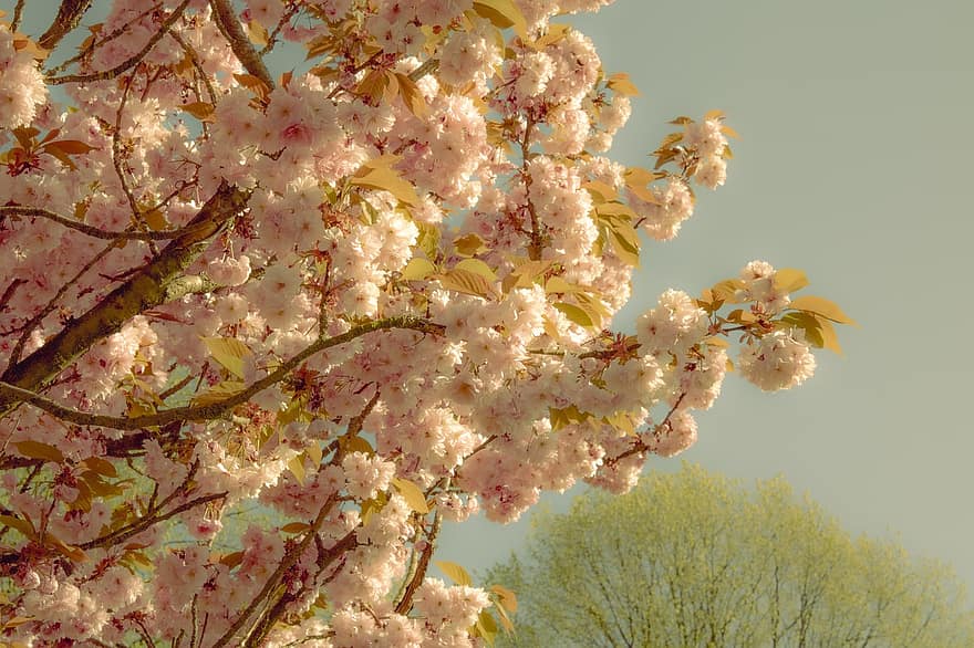 drzewo, Natura, Kwiat Wiśni, wiosna, sezonowy, kwiat, kwitnąć, na dworze