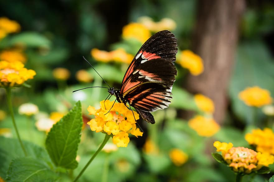 Butterfly, Flowers, Garden, Colorful, Insects, Ali, Bokeh, Insect, Close