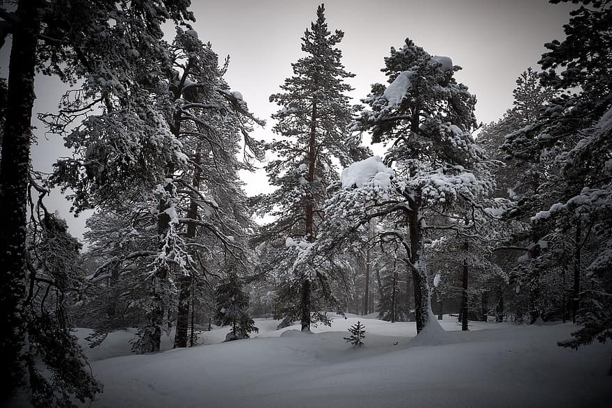rừng, tuyết, mùa đông, cây, lạnh, có tuyết rơi, gỗ, phong cảnh, Thiên nhiên, tối