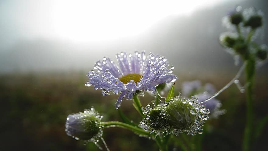 bông hoa, cây, hạt sương, sương, hạt mưa, ướt, hoa, đồng cỏ, Thiên nhiên