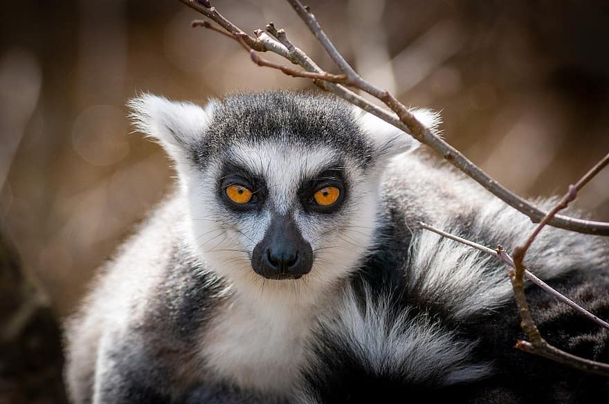 ring-tailed lemur, primat, dyr, lemur, dyreliv, dyrehage