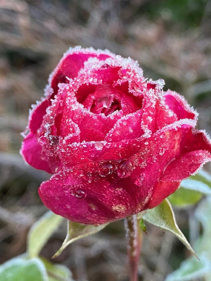 Rose, Flower, Petals, Dew, Drops, Ice, Frost, Hoarfrost