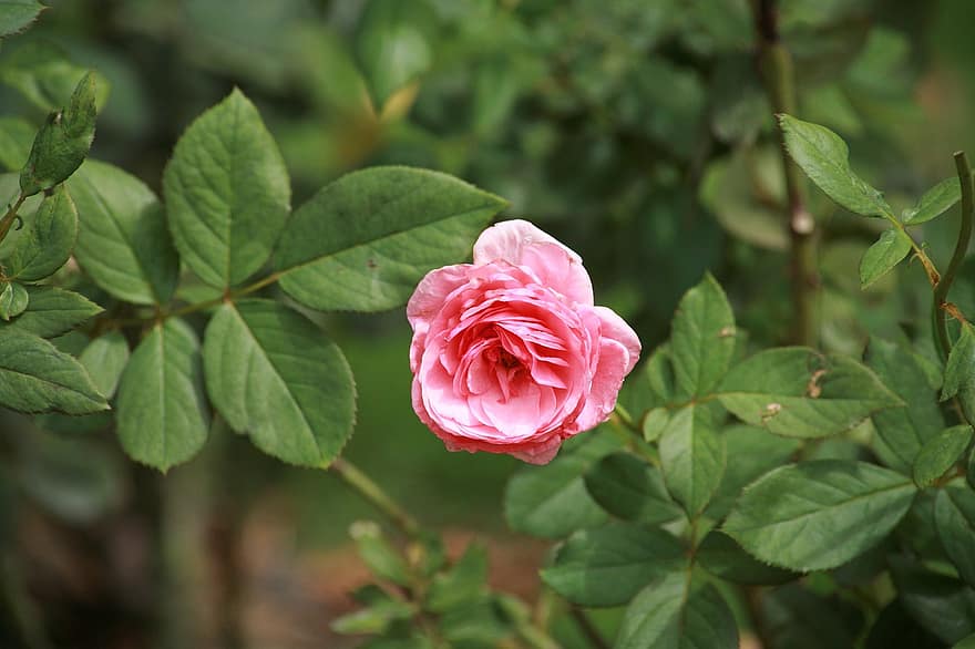 Rosa, jardín, flor, floración, follaje, naturaleza, pétalos de rosa, planta, flora, floribunda, rosáceas