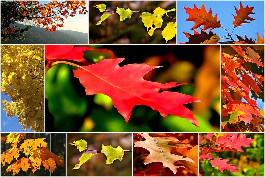 колаж, есен, шума, есенно злато, колапс, природа, пейзаж, сценично, цвят, красота, цветове на есента