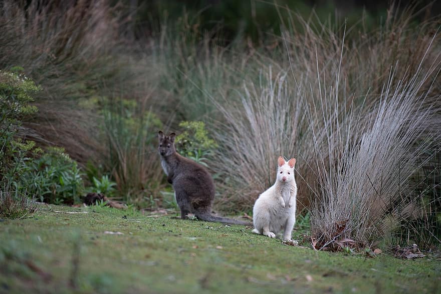 wallaby kenguru, bennetts wallaby, erszényes állat, emlős, vadvilág, vad, ausztrál, Notamacropus Rufogriseus, macropod, grazer, tasmanian