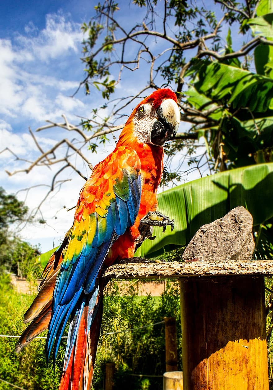 ara, ave, papegøjer, fugle af papegøjefamilien, farverig, fjerdragt, rød, Guaca, papegøje, scarlet macaw, Zoo