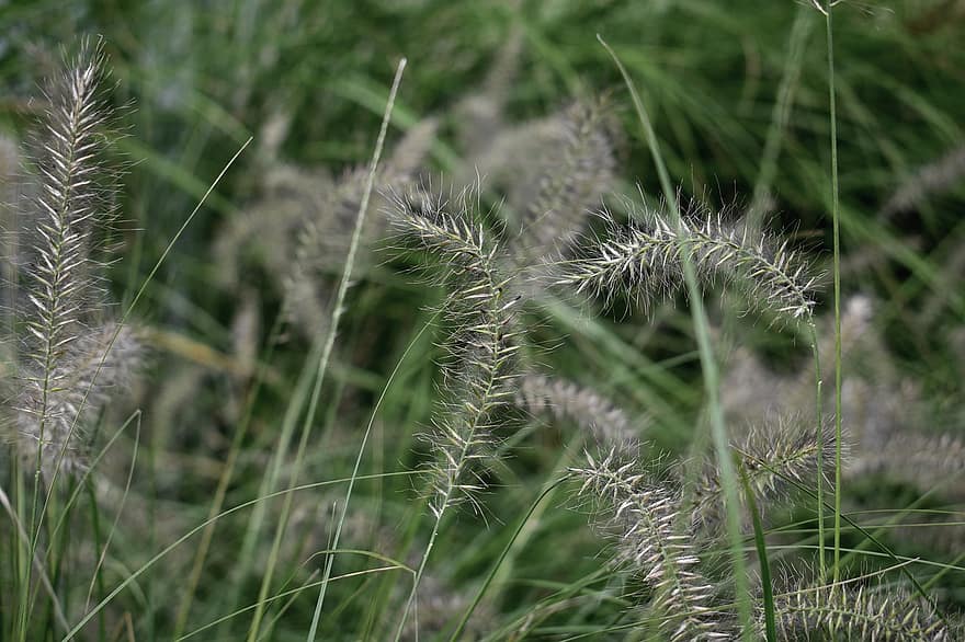 herbe, épillets, Prairie, la nature