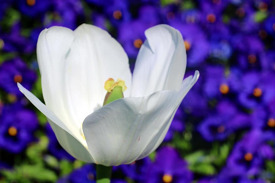 tulipán, flor blanca, las flores, flora, floración, naturaleza, jardín, de cerca, flor, planta, cabeza de flor